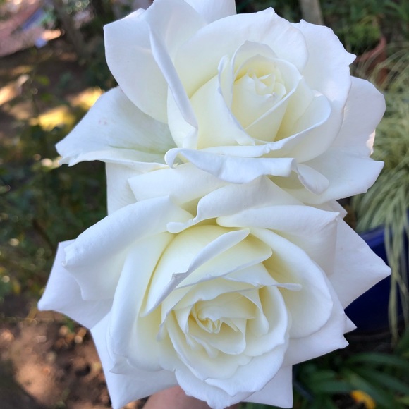 Meet your Posher, Kathryn - Picture 1 of 1